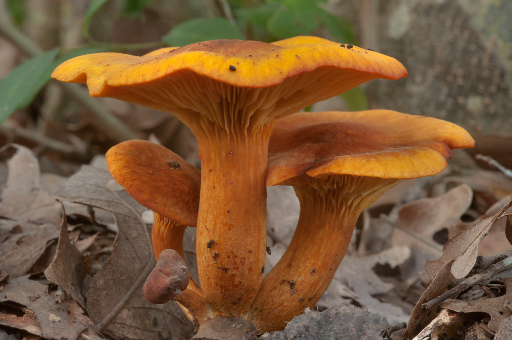 Омфалотус масличный – гриб со светящимися пластинками