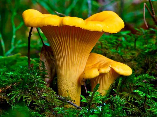 Лисички: описание, виды, применение. Фото грибов