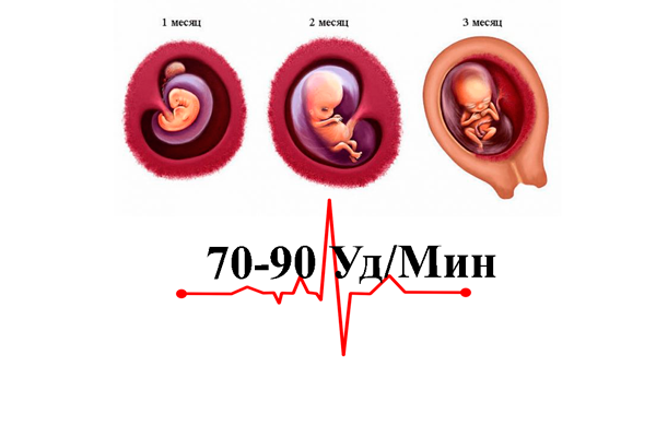 Нормальные показатели пульса на первом триместре беременности