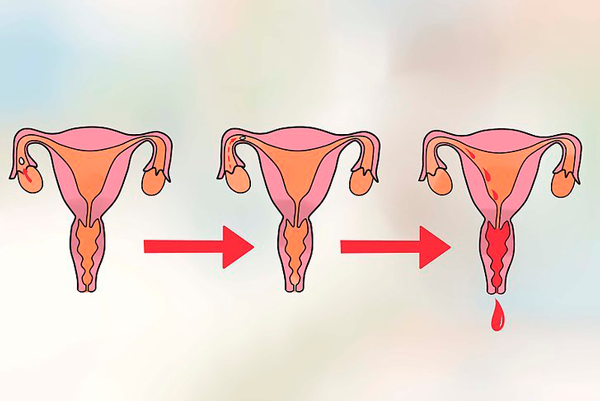 Схема менструации