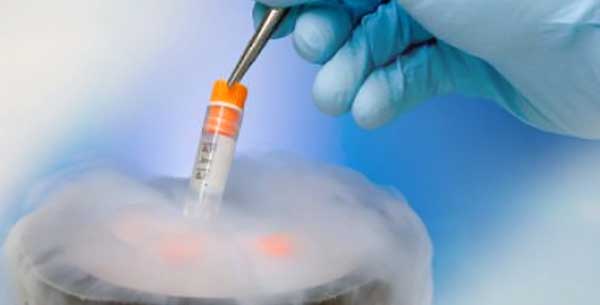 подготовка к криопереносу эмбрионов