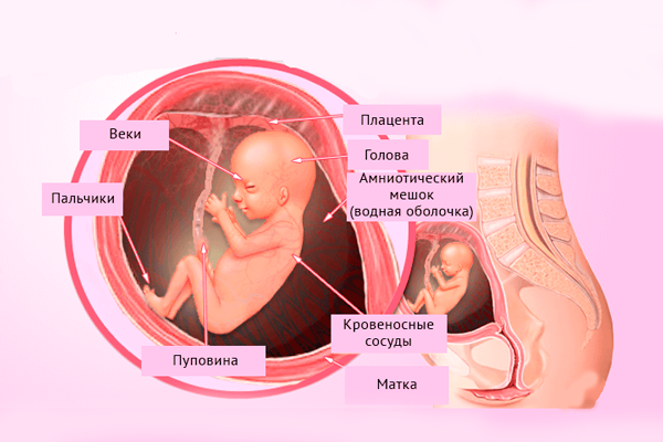 Строение плода на 16-й недели беременности
