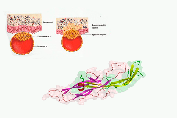 Участие ХГЧ в процессе прикрепления плодородного яйца к эндометрию