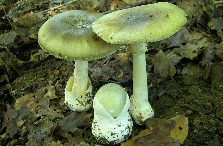 Бледная поганка, ядовитый гриб, как выглядит, вред и польза