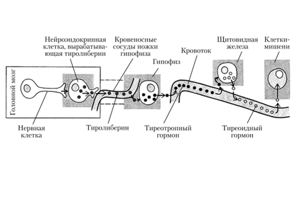 Схема действия тиреотропного гормона