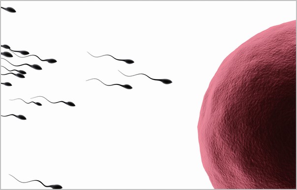 движение сперматозоидов